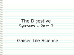 Lecture: 4/28/2014 Digestive System Part 2