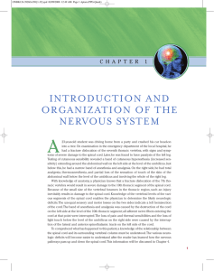 introduction and organization of the nervous system
