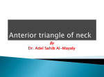 Anterior triangle of neck