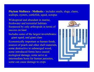 Phylum Mollusca - Mollusks - includes snails, slugs, clams, scallops