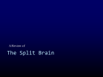 Split Brain Review