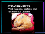 SYRIAN HAMSTERS: Viral, Parasitic, and Noninfectious Diseases