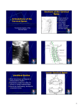 Articulations of the Cervical Spine