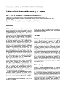 Epidermal Cell Fate and Patterning in Leaves