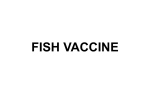 Fish vaccine