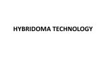 Hybridoma technology