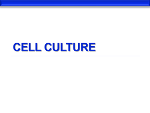 Cell Lines