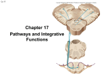 Chapter 17-Pathways and Integrative Functions