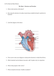 1 2 Heart structure and cardiac cycle
