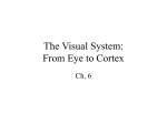The Visual System: From Eye to Cortex - U
