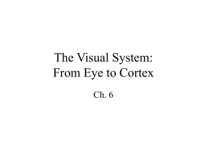 The Visual System: From Eye to Cortex - U