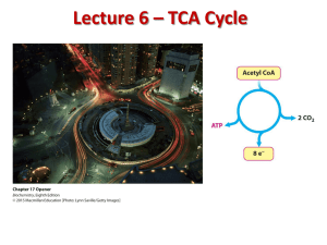 Lecture_6_TCA_Cycle