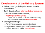 Development of the Urinary System