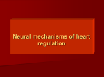 Neural regulation of heart acticity