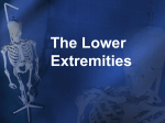 The Lower Extremities