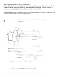 Onion Cell Scientific Diagram (sorry, it`s a bit blurry) Notice: all labels