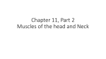 Chapter 11, Part 1 Muscles of the head and Neck
