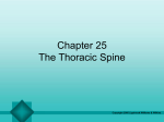 The Thoracic Spine