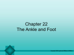 The Ankle and Foot