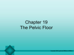 The Pelvic Floor