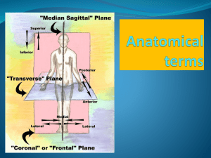 Anatomical terms - Sonoma Valley High School