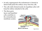 Extraembryonic membranes