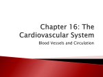 The Cardiovascular System: Blood Vessels and Circulation