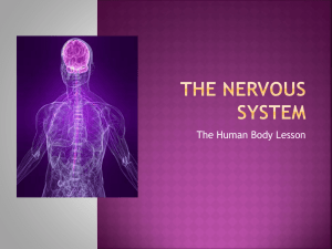 The Nervous System