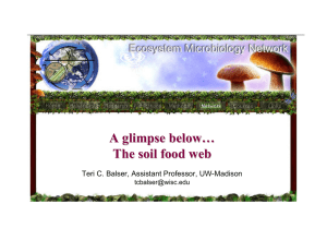 A glimpse below… The soil food web