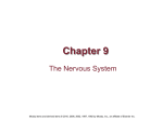 Chapter 9 The Nervous System