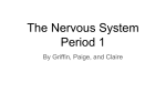 The Nervous System Period 1 - Mercer Island School District