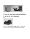Common Biochemical Sedimentary Rocks File