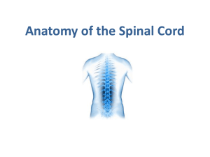 Anatomy of spinal cord