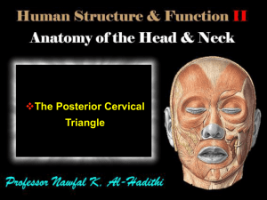 The Posterior Cervical Triangle