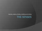 The Senses PPT