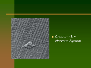 Ch 48 Nervous System