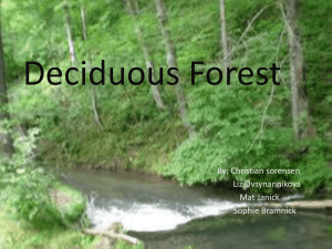 Deciduous Forest