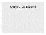 Chapter 7: Cell Structure