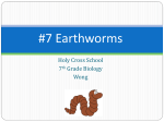 Earthworms - Karen Wong