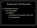Prokaryotic Cell PowerPoint