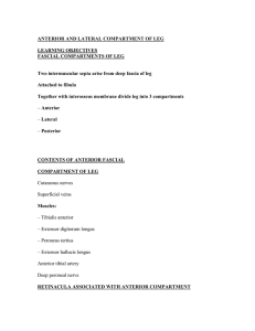 anterior and lateral compartment of leg