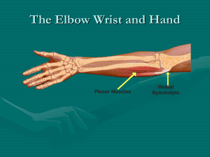 The Elbow Wrist and Hand