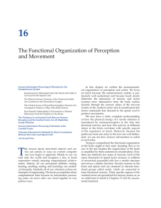 The Functional Organization of Perception and Movement