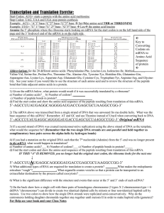 Transcription and Translation Work Sheet: