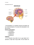 Dr. Mustafa Neuroanatomy lectures (8) Diencephalon The