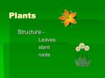 Plants general structure
