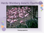Hardy-Weinberg Genetic Equilibrium