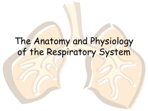 Respiratory System PPT - Effingham County Schools