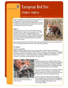 European Red Fox - Yass Area Network