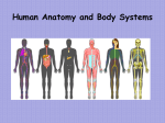Body Systems Powerpoint